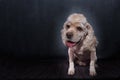 Portrait of an American Cocker Spaniel after grooming procedures. a black background. Royalty Free Stock Photo