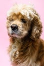 Portrait of an cocker spaniel on a pink background Royalty Free Stock Photo