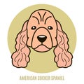 Portrait of American Cocker Spaniel. Vector illustration