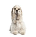 Portrait of American Cocker Spaniel, 1 year old Royalty Free Stock Photo