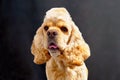 Portrait of american coker spaniel after a haircut on a dark background