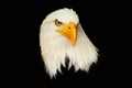 Portrait american eagle on the black background Haliaeetus leucocephalus