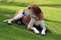 Portrait of an American English Coonhound Royalty Free Stock Photo