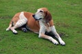 Portrait of an American English Coonhound