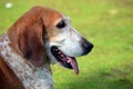 Portrait of an American English Coonhound