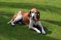 Portrait of an American English Coonhound Royalty Free Stock Photo