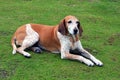 Portrait of an American English Coonhound Royalty Free Stock Photo