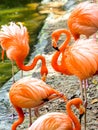Portrait of American Flamingos