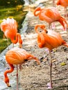 Portrait of American Flamingos