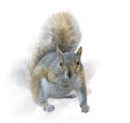 American gray squirrel on white background. watercolor painting