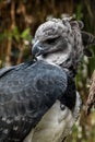 Portrait of the American Harpy eagle Royalty Free Stock Photo