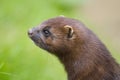 Portrait of an american mink Royalty Free Stock Photo