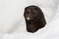 Portrait of an American mink which looks out from Royalty Free Stock Photo