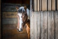 Portrait of the American Paint Horse in the barn Royalty Free Stock Photo