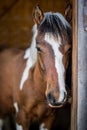 Portrait of the American Paint Horse in the barn Royalty Free Stock Photo