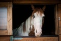 Portrait of the American Paint Horse in barn Royalty Free Stock Photo