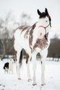 Portrait of the American Paint Horse  and border collie in winter Royalty Free Stock Photo