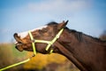 Portrait  of American Paint Horse making funny face Royalty Free Stock Photo