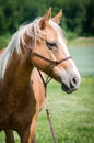 Portrait of the American Paint Horse Royalty Free Stock Photo