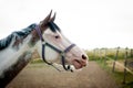 Portrait of the American Paint Horse with the halter Royalty Free Stock Photo