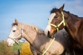 Portrait  of American Paint Horse mare with a colt Royalty Free Stock Photo