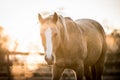 Portrait of the American Paint Horse on the meadow Royalty Free Stock Photo