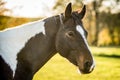 Portrait of the American Paint Horse Royalty Free Stock Photo