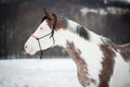 Portrait of the American Paint Horse in winter with halter Royalty Free Stock Photo