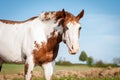 Portrait of the American Paint Horse in spring Royalty Free Stock Photo