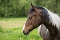 Portrait of the American Paint Horse in spring meadow Royalty Free Stock Photo