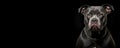 Portrait of an American Pit Bull Terrier dog isolated on black background banner with copy space Royalty Free Stock Photo