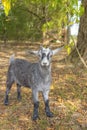 Portrait of an american pygmy goat on tennessee farm