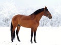 Portrait of an American Quarter Horse against a high contrast background