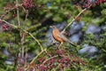 American Robin looking for foods