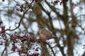 American Robin looking for foods