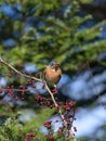 American Robin looking for foods