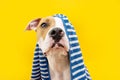 Portrait American Staffordshire dog ready to take a a shower wrapped with a blue towel. Animal on yellow colored background. puppy Royalty Free Stock Photo