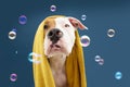 Portrait American Staffordshire dog ready to take a a shower wrapped with a yellow towel. Animal on blue colored background. Puppy Royalty Free Stock Photo