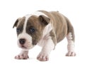 Portrait of American Staffordshire Terrier Puppy Royalty Free Stock Photo