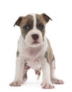 Portrait of American Staffordshire Terrier Puppy Royalty Free Stock Photo