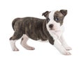 Portrait of American Staffordshire Terrier Puppy Royalty Free Stock Photo