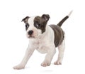 Portrait of American Staffordshire Terrier Puppy Royalty Free Stock Photo