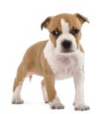 Portrait of American Staffordshire Terrier Puppy Royalty Free Stock Photo
