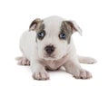 Portrait of American Staffordshire Terrier Puppy Royalty Free Stock Photo