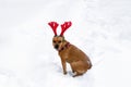 Portrait of American Staffordshire terrier with red deer horns on a snow Royalty Free Stock Photo