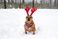 Portrait of American Staffordshire terrier with red deer horns on a snow in winter forest Royalty Free Stock Photo