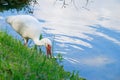 A portrait of an American white Ibis. Royalty Free Stock Photo