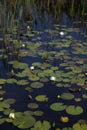 Portrait of American white waterlilies blooming natural and wild in dark black reflective water with reeds and lily pads Royalty Free Stock Photo