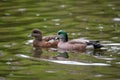 Portrait of American Wigeon couple Royalty Free Stock Photo