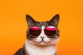 Portrait American Wirehair Cat With Sunglasses Orange Background